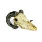 Preview: Lucky Reptile Deco Skull Ram (Widderschädel)