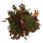 Preview: Lucky Reptile "Rose von Jericho"