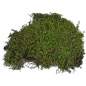 Preview: Lucky Reptile Vivarium Moss