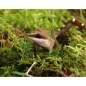 Preview: Lucky Reptile Vivarium Moss