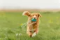 Preview: Hundespielzeug Super Strong Jumper mit Seil aus TPR