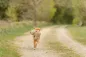 Preview: Hund
