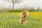 Preview: Hundespielzeug Light & Strong Bubble Ball aus EPS
