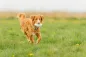 Preview: Hundespielzeug Light & Strong Rugby aus EPS