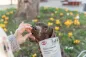 Preview: Cheese Triangles, vegetarischer Hundesnack mit Käse, Obst und Gemüse