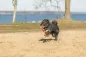 Preview: Hundespielzeug Light & Strong Ball aus EPS mit Tau