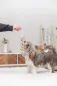 Preview: Hundespielzeug Echtleder Fischgräte am Tau, Geräuschlos