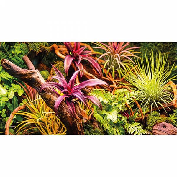 Preview: Colorful Jungle / Strangler Fig