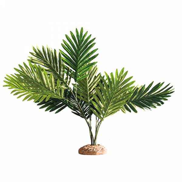 Palm