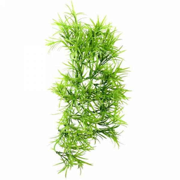 Climber Tropica