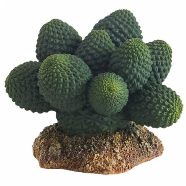 Kaktus Atacama