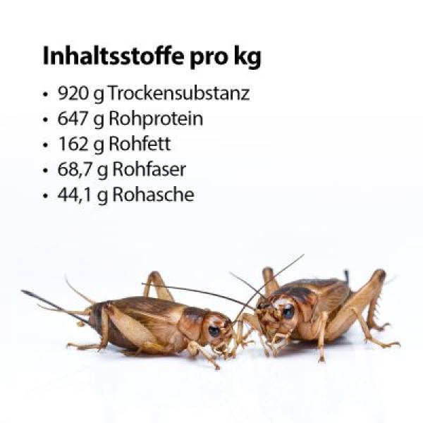 Preview: Getrocknete Heimchen