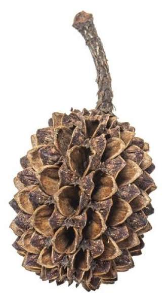 myScape CASUARINA CONES