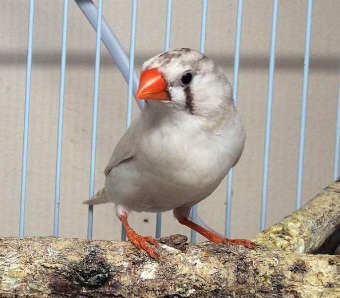 Preview: PureSun Compact Bird Lamp