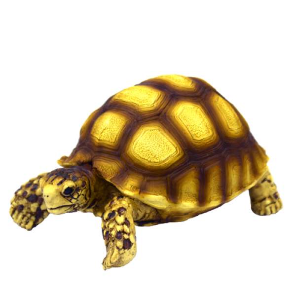 Preview: Turtle