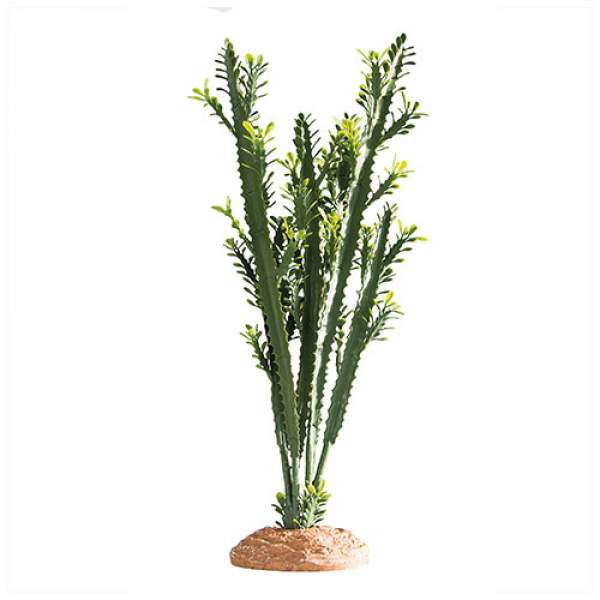 Preview: Euphorbia