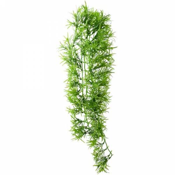 Preview: Climber Tropica