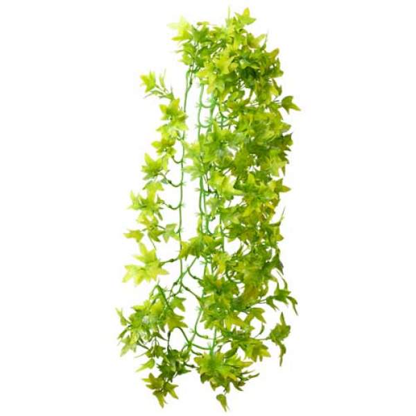 Preview: Climber Ivy