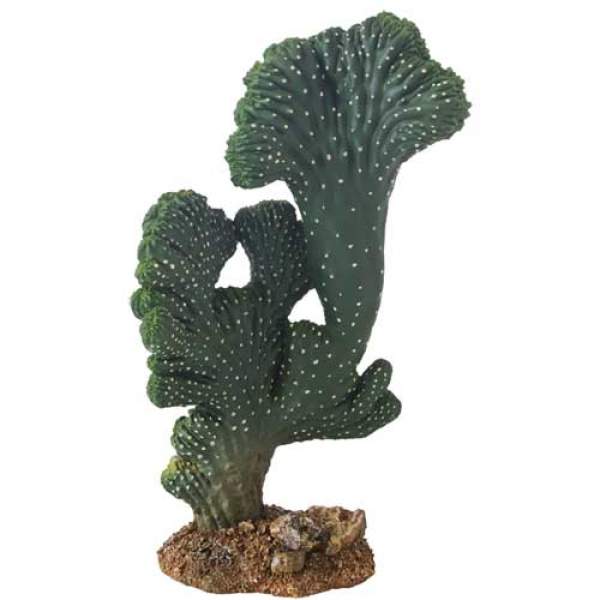 Kaktus Victoria