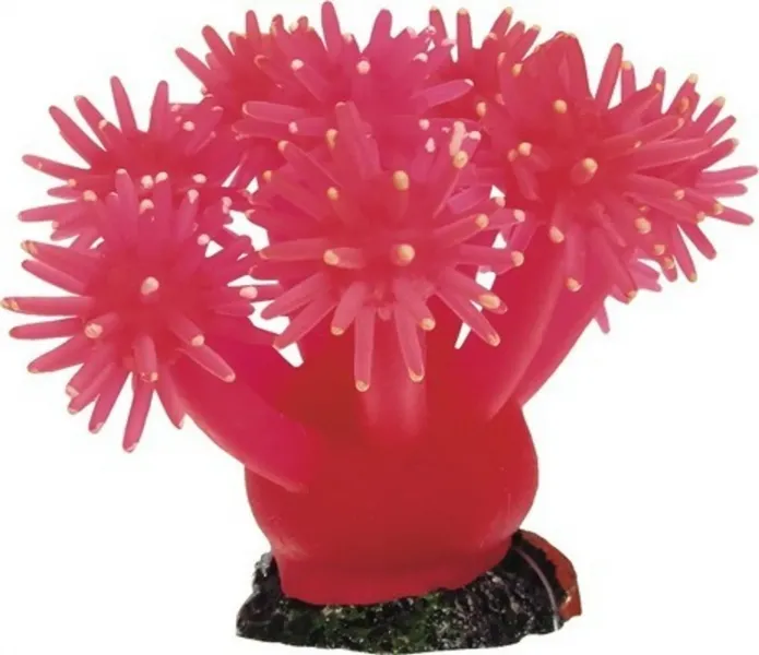 Preview: Smiling Coral