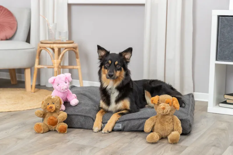 Preview: Teddy