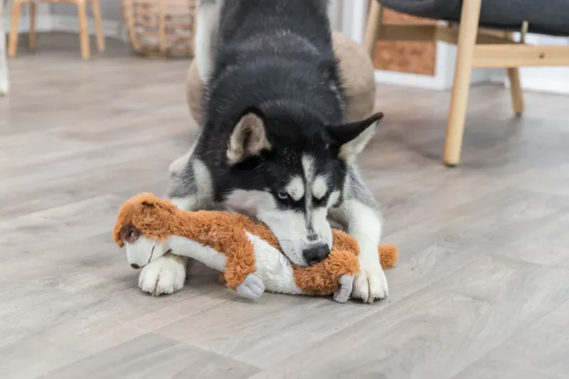 Preview: Erdmännchen Hundespielzeug
