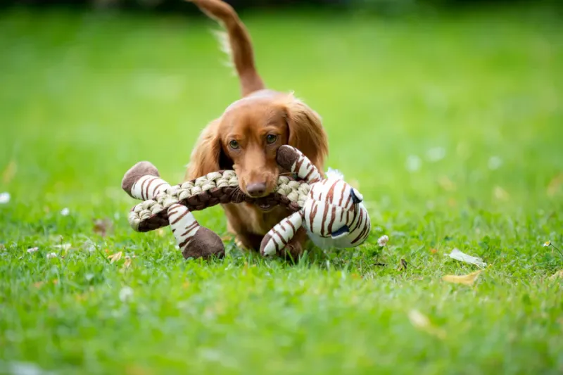 Preview: Tiger Hundespielzeug