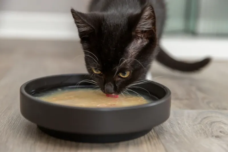 Preview: Salmon Soup