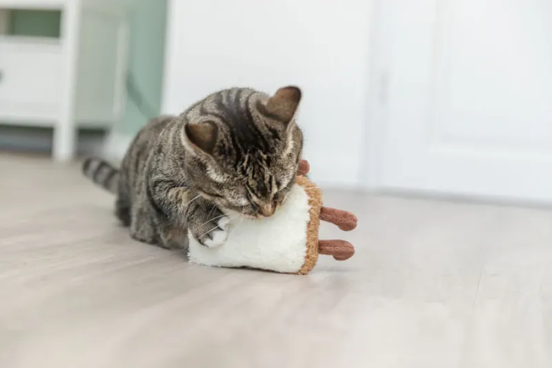 Toast XXL