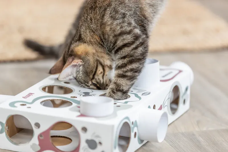 Preview: Paws'n'Treats Box