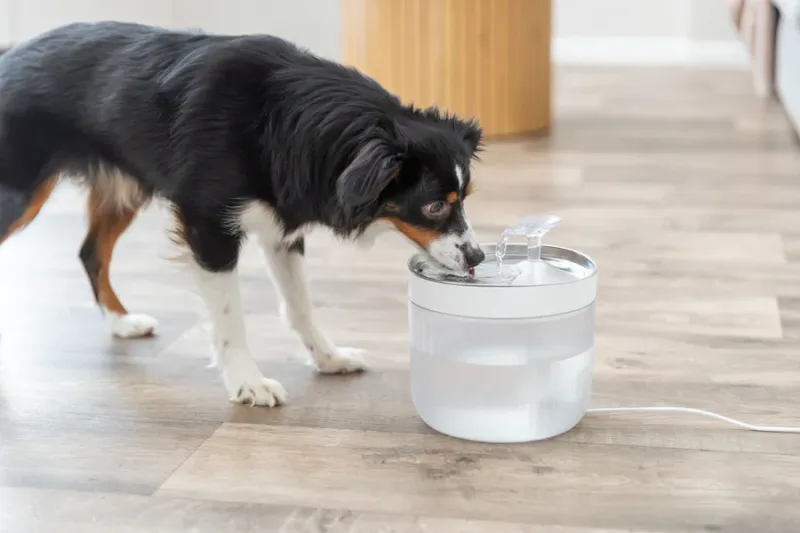 Preview: Aqua Clear runder Trinkbrunnen für Hunde mit Edelstahltrinkschale