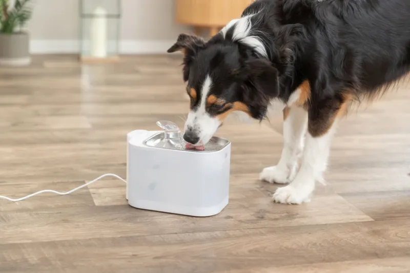 Preview: Aqua Square Trinkbrunnen für Hunde mit Bewegungserkennung und Edelstahltrinkschale