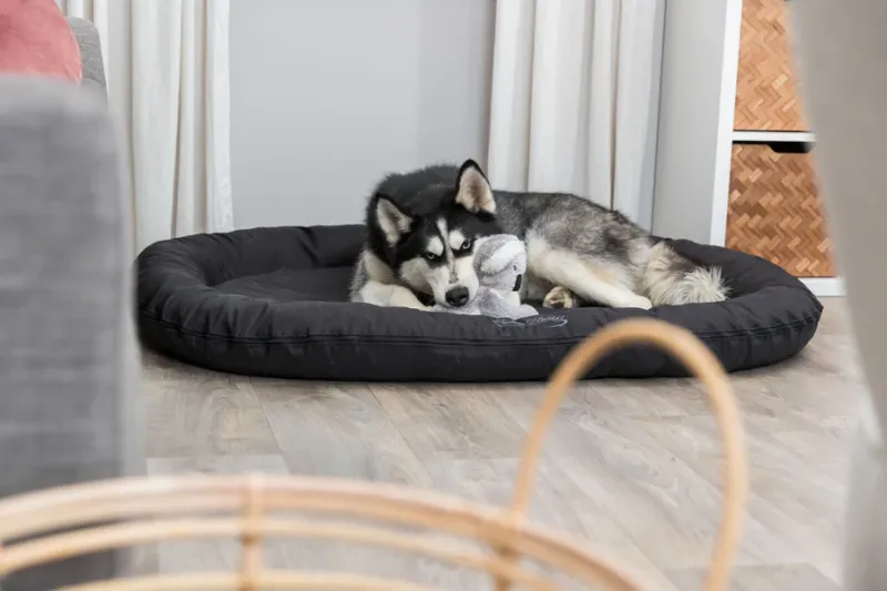 Preview: Koala Bär Hundespielzeug