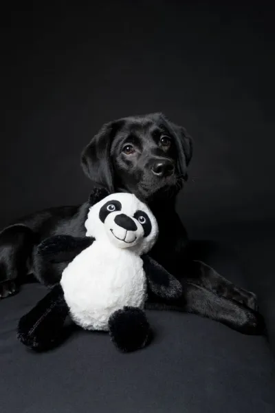 Preview: Pandabär für Hunde