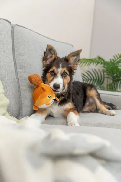 Preview: Eichhörnchen