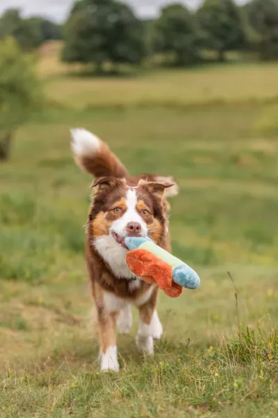 Hundeplüschtier Schmetterling