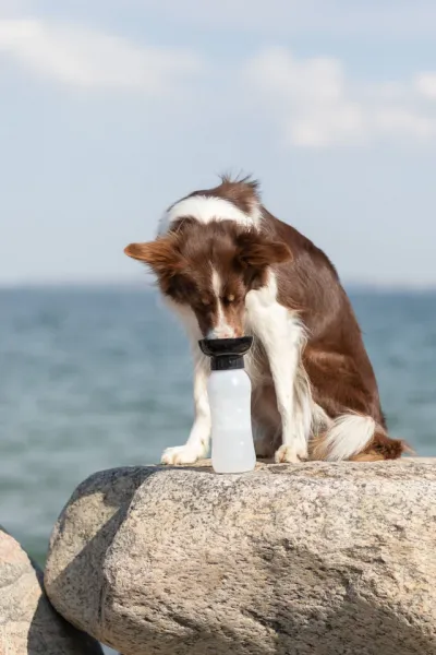 Flasche mit Trinknapf