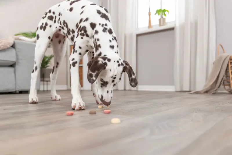 Cookie Snack Loops
