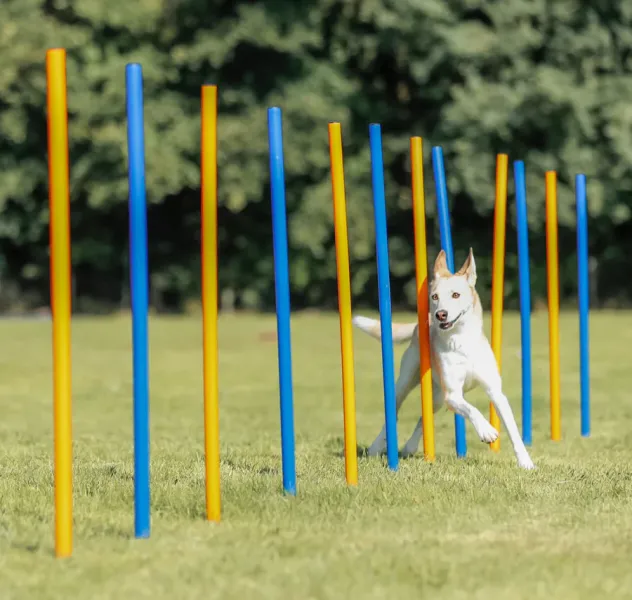 Preview: Fun Agility Slalom