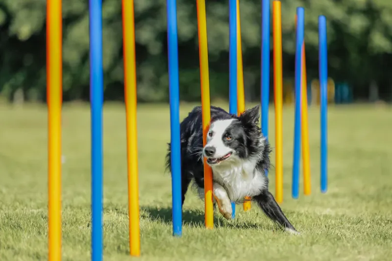 Fun Agility Slalom