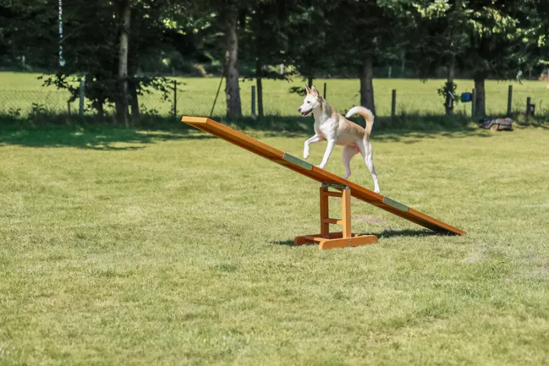 Fun Agility Wippe
