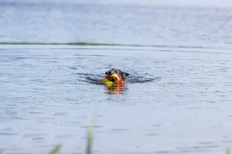 Preview: Aqua Toy Ente am Seil