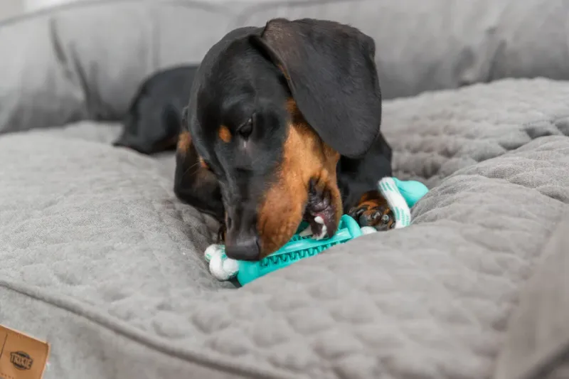 Preview: Denta Fun Stick mit Seil