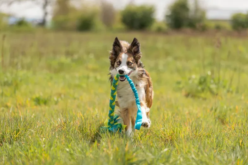 Preview: Bungee Tugger, Fleece