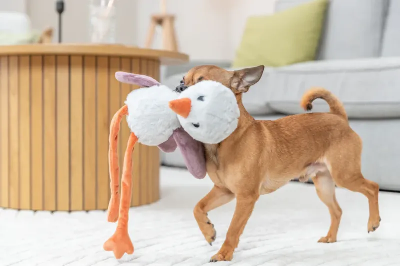 Hundeplüschtier Strauß