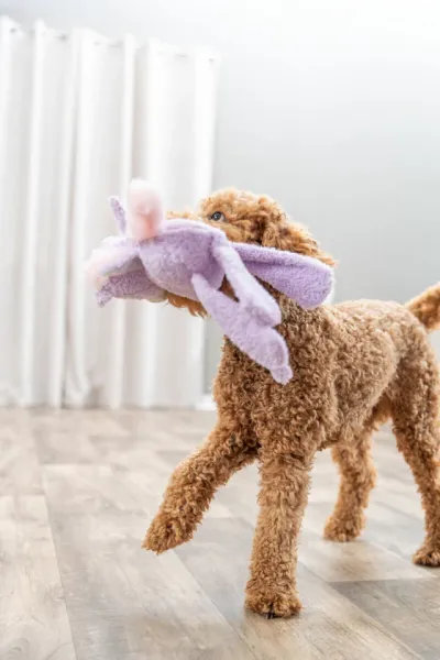 Einhorn