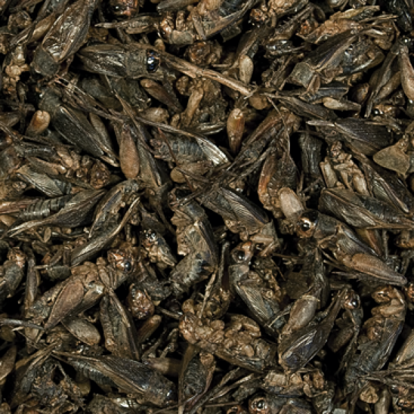 Preview: Crickets