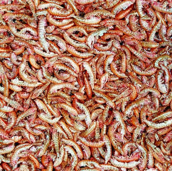 Preview: Gammarus