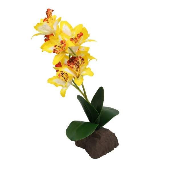 Preview: Orchidee