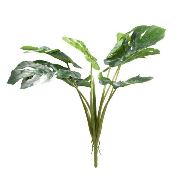 Preview: Monstera